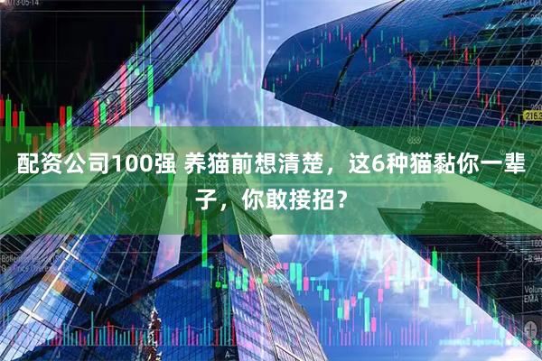 配资公司100强 养猫前想清楚,这6种猫黏你一辈子,你敢接招?